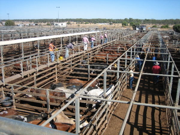 Roma cattle market