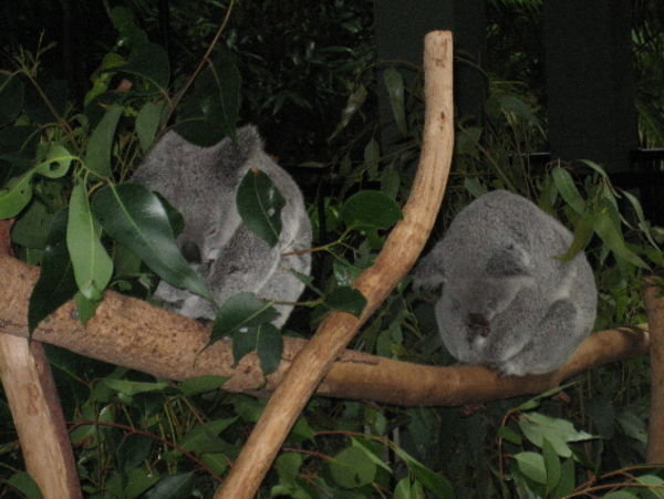 Koalas at Oz Zoo