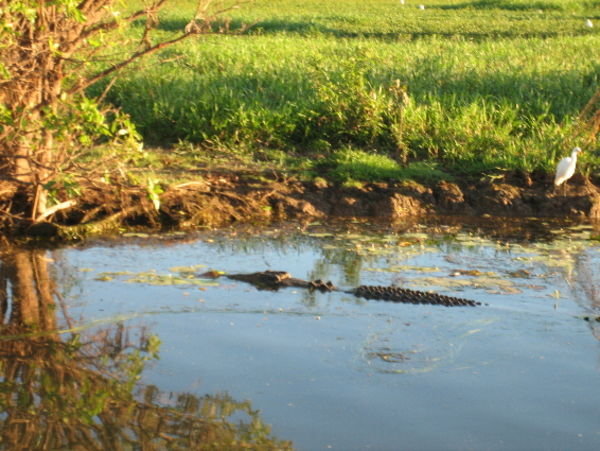 Yellow River Croc