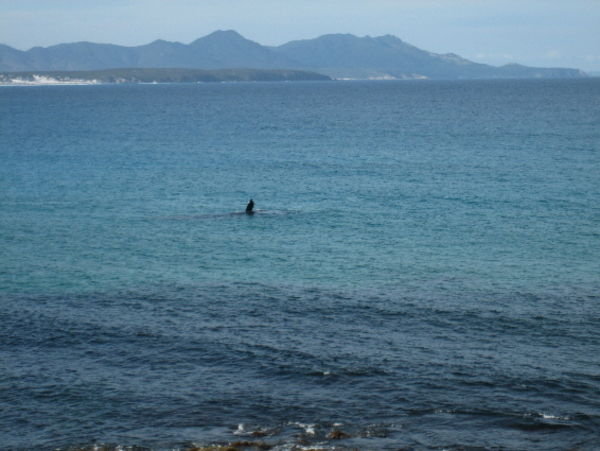 Point Ann whales