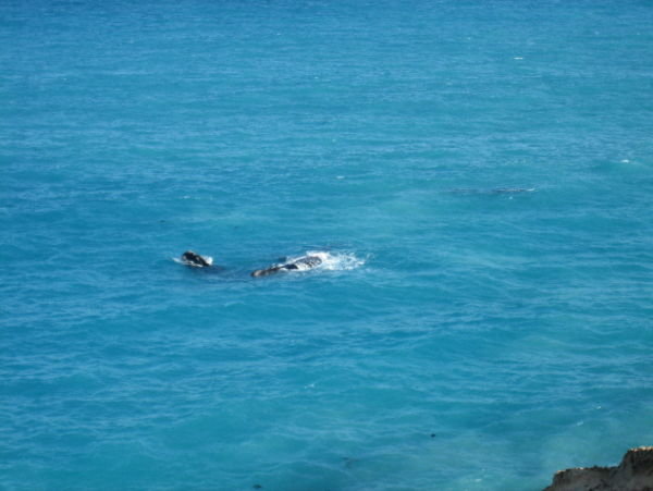 Head of the Bight Whales