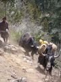 Yaks on the Move