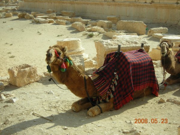 Cassanova the Camel