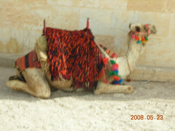 camel at rest