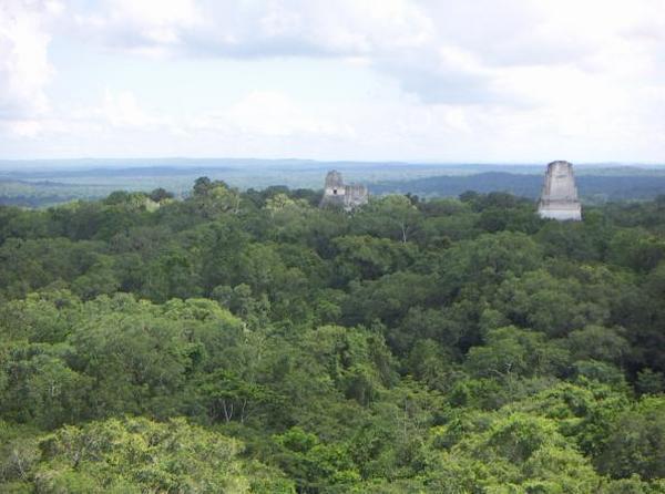 Treetops View of Tikal