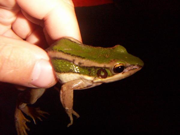 Green paddy frog closeup