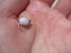 small hermit crab on my hand