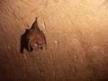 bats everywhere! urgh...