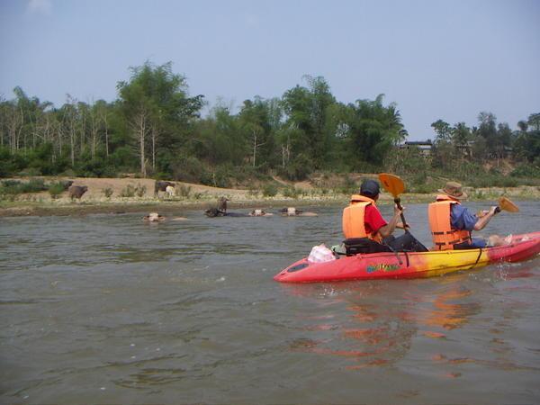 Kayaking back to Luang Prabang with the buffalo