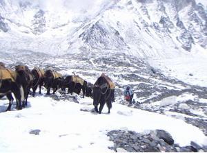 Yaks must go to Base Camp too