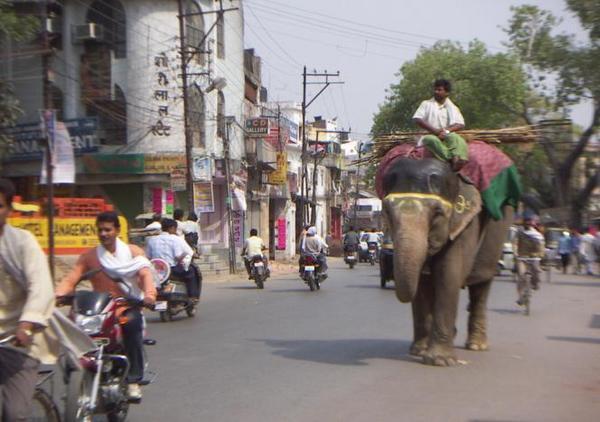 Wildlife of Varanasi