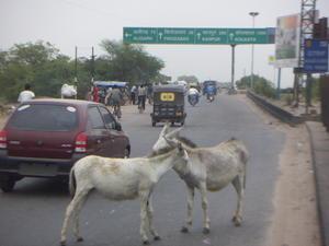 Nothing like two animals frollicking in the middle of a busy intercity Indian road