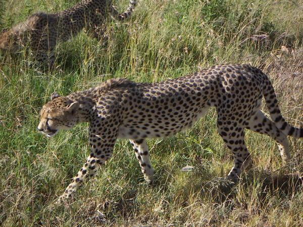 You can't get much closer to a wild cheetah than that!