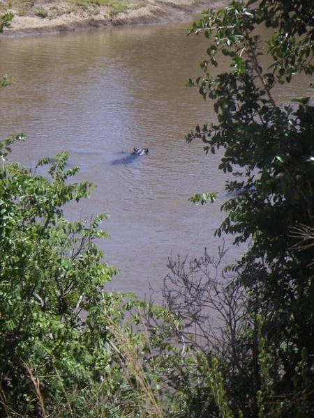 Shy hippos in the Mara River!