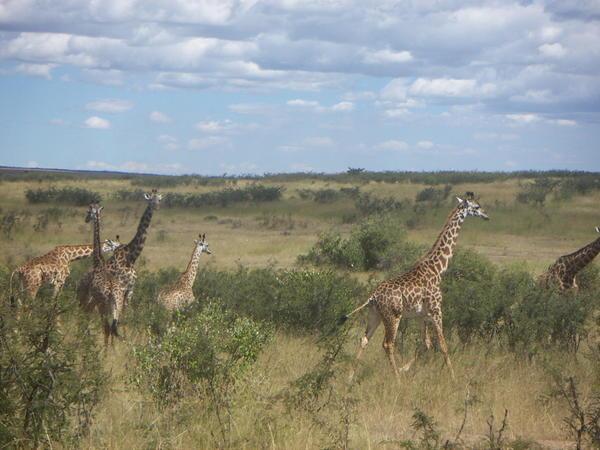 More giraffes! WOO!