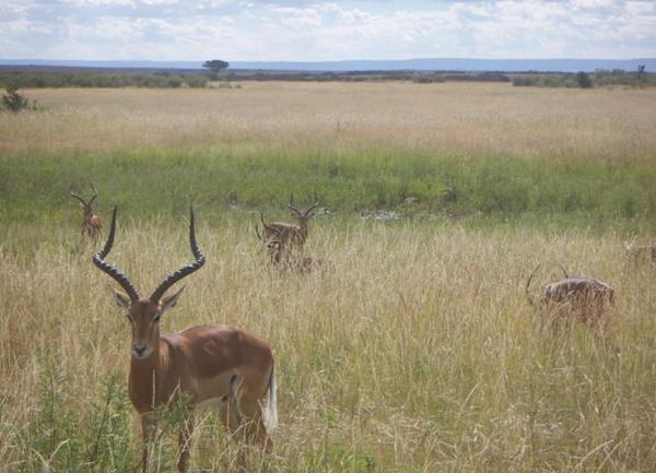 More antelope across the plains