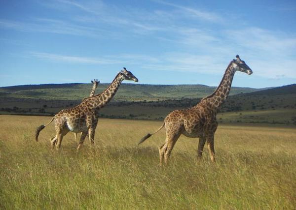 Mara Giraffes