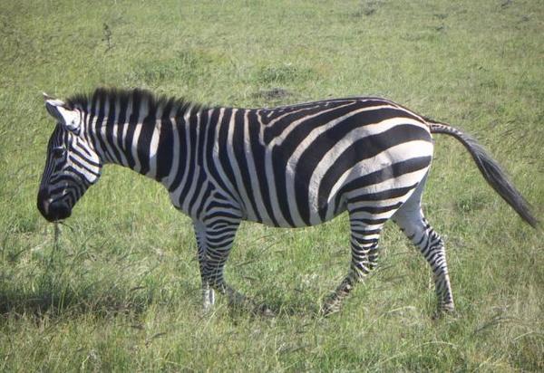 Zebbidy the Zebra