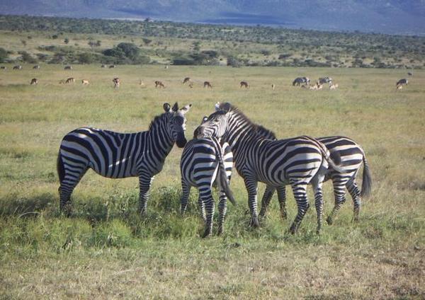 A zebra huddle