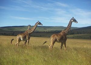Mara Giraffes