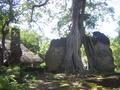 Gede Ruins and a tree...