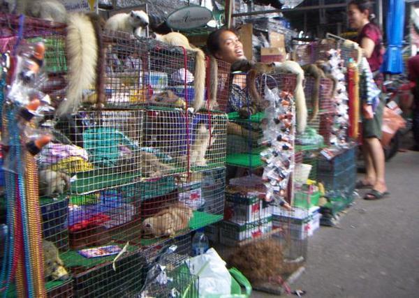 Pet stand at Chatuchak Market