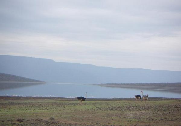 Ostriches at Lake Bogoria
