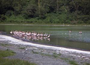 Crater Lake flamingoes