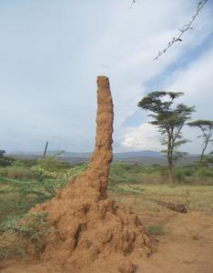 Ginormous termite mound part II