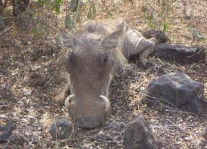 Very brave warthog