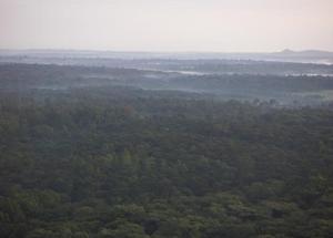 Misty Kakamega Forest
