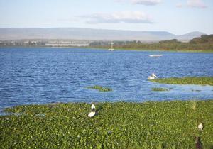 Lake Naivasha wildlife