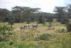 Just some zebra at the roadside
