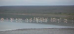 More flamingoes on Lake Bogoria