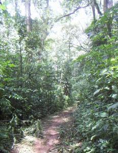 Kakamega Rainforest path