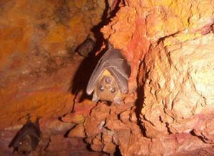 More bats in the Bat Cave