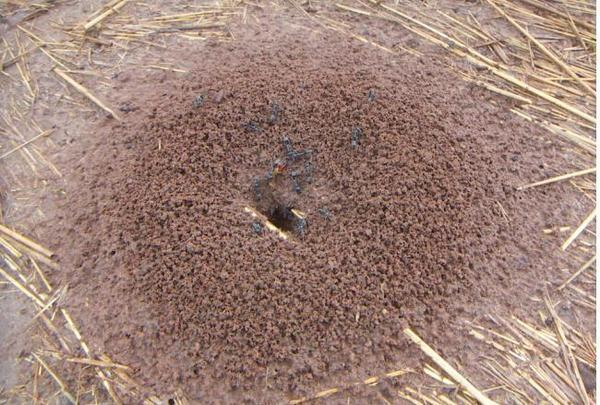 An ants nest near my tent!