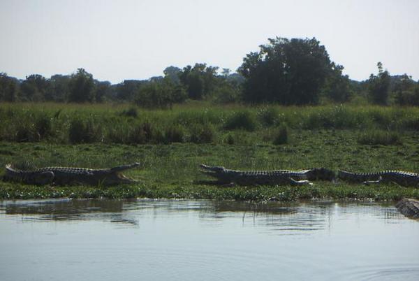 Crocodiles everywhere!