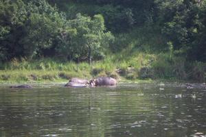 More hippos!