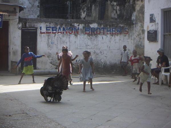 Turkey chases in Stone Town