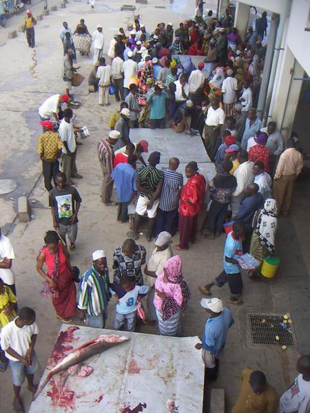 Shark and other auctions at the Dar Fish Market