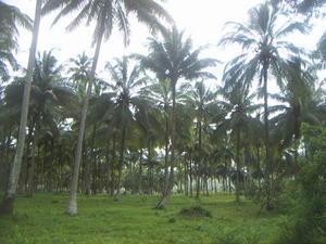 Coconut Palm plantation