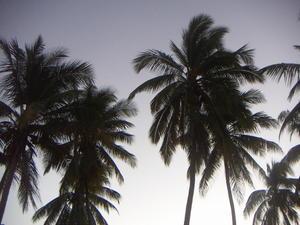 Palm trees!!!!