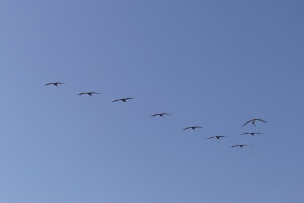 a flight of maurading Pelicans