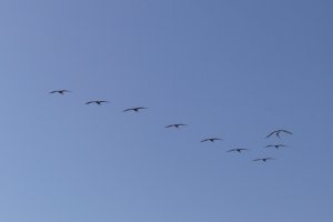 a flight of maurading Pelicans
