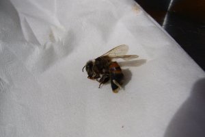 this bee stung me in LA.