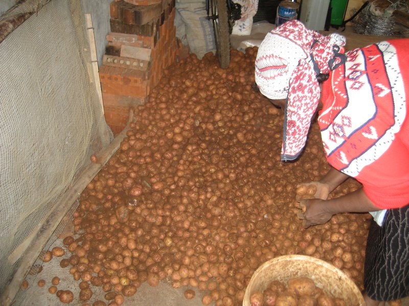 Potato Harvest!
