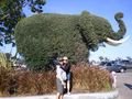 Giant Bush