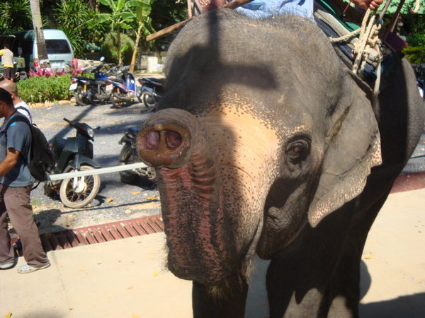 Our elephant that we rode