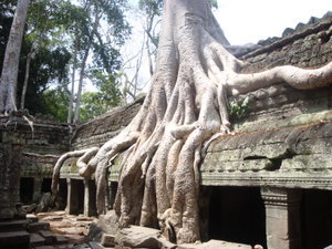 Awesome tree roots
